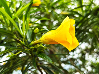Close-up of vibrant yellow oleander flower blooming on branch with beautiful bokeh background © Orathai