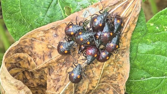 Group of stink bug nymphs on a dry autumn bean leaf in nature#004


