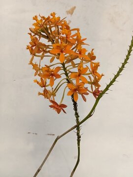 vibrant orange epidendrum radicans orchid flowers blooming, crucifix orchid from Kopeng Central Java Indonesia  