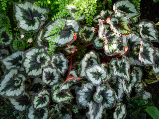 Close-up of rex begonia foliage with silver and dark green spiral leaves, textured edges and small pink flowers. Decorative tropical plant forming a striking natural pattern. © Marek