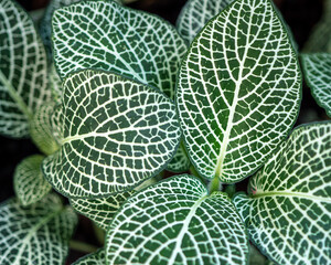 Close up of Fittonia albivenis with striking white veins on green leaves. Detailed tropical foliage creating a natural botanical pattern and decorative leaf texture. © Marek