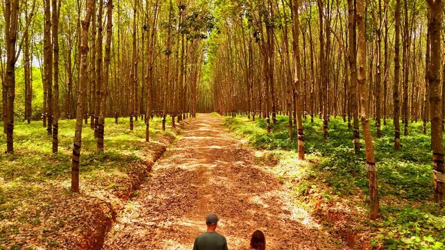Low drone view of two people walking away along a sunlit dirt track between rows of tall rubber trees in a Malawi plantation.