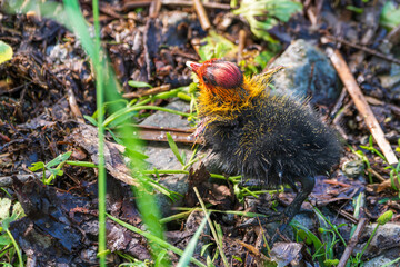 Eurasian coot chick with vivid red beak floating on dark water, perfect reflection below, warm bokeh background - intimate wildlife close-up © Dmitrii Potashkin