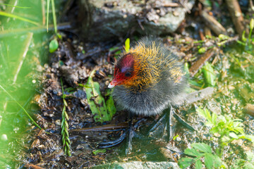 Eurasian coot chick with vivid red beak floating on dark water, perfect reflection below, warm bokeh background - intimate wildlife close-up © Dmitrii Potashkin