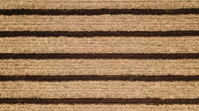 Sugarcane stubble soil stripe harvested field texture with parallel rows and earthy color, offering structured agricultural