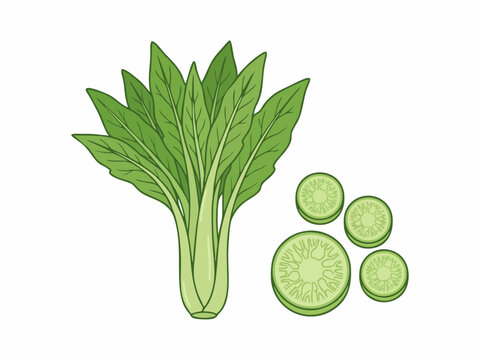 Chinese Celtuce Thick Green Stem Vegetable with Sliced Cross Sections Vector