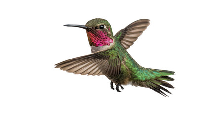 Colorful hummingbird hovering in flight with iridescent feathers and wings spread against black © Ophelia