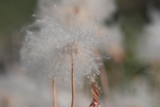 Dandelion in Alaska