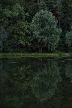 Reflection of trees in water in Germany