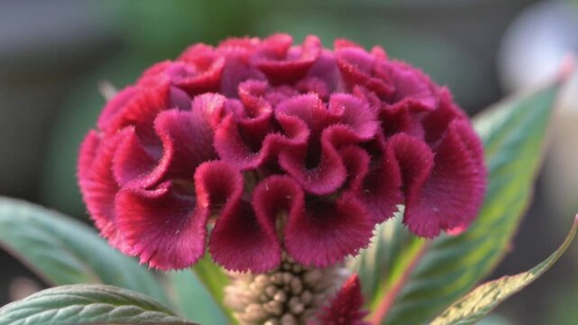 Close-up of a deep red cockscomb celosia flower with ruffled velvety petals, green leaves and a softly blurred garden background.