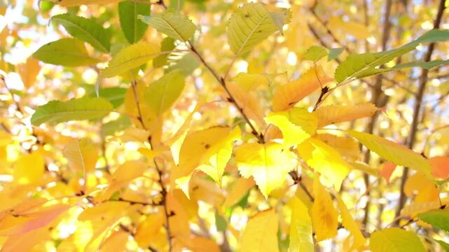 Vibrant yellow tree foliage glowing in bright sunny autumn day