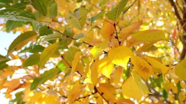 Bright yellow autumn foliage on branches against sky in park