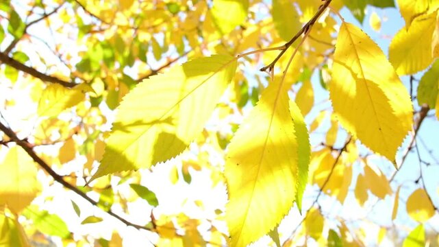 Yellow autumn leaves on thin tree branches against clear sky