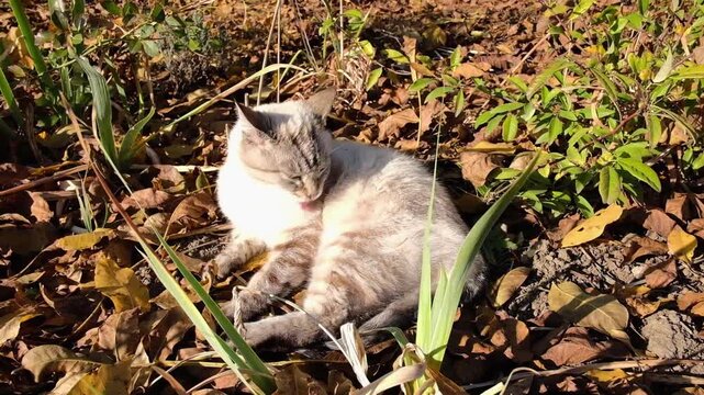 Domestic cat licking paw while resting on dry leaves outdoors