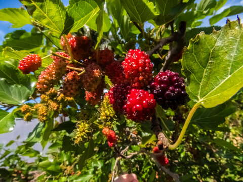 Close-up of vibrant red, unripe, and ripe purple mulberries (Morus nigra) hanging from a branch surrounded by lush green leaves under bright sunlight, captured in Brazil.