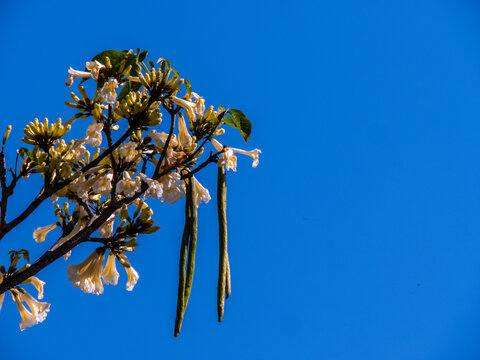 Beautiful white ipe tree flowers against clear blue sky. Low angle shot of delicate white Ipe blossoms (Tabebuia roseoalba) blooming on branches 