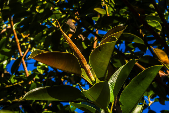 Close up of a rubber plant (Ficus elastica) sprout with vibrant green leathery leaves growing outdoor in a public park, clear blue sky background, in Brazil