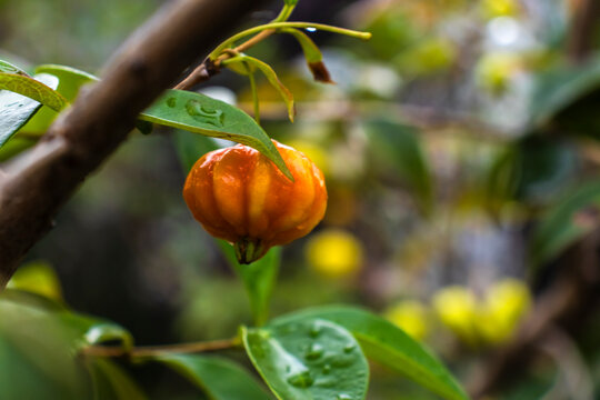 Close-up of ripe orange and green pitanga fruits (Surinam cherry) hanging from a branch covered in fresh morning dew and raindrops, showcasing Brazilian tropical nature in a lush green background.