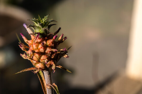Close-up of a small ornamental pineapple, known as Ananas nanus, growing in a garden in Marilia, Sao Paulo, Brazil. This tropical bromeliad is widely used for landscaping and home decoration 