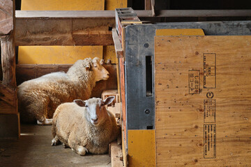 Two Sheep Resting Inside a Barn © Minoru Sekine