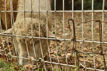 Close-Up of a Sheep Grazing Behind a Fence © Minoru Sekine