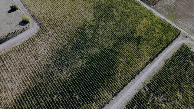 Grapevine plots split by a gravel farm road in the Bordeaux wine area of Gironde, France, the vine rows meeting the track at an angle.