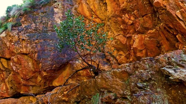 A resilient tree growing on a cliff face on a mountain