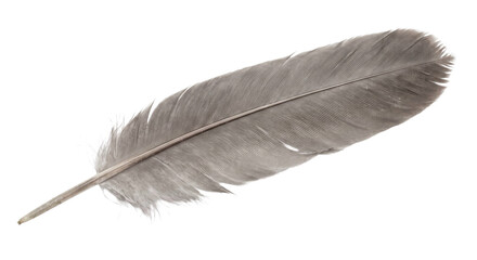 A single soft gray-brown feather with detailed barbs isolated against a dark background © Ophelia