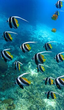 Tropical Reef Scene with School of Longfin Bannerfish. From a scuba dive in Koh Tao in Thailand.