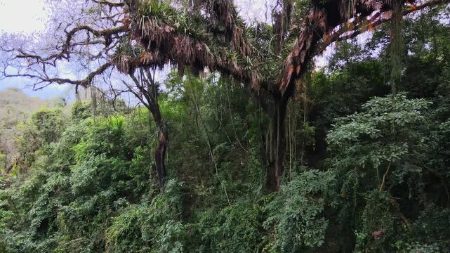 A slow lateral move follows an epiphyte-laden tree with bromeliad rosettes and hanging ferns above dense understory in the Jujuy Yungas, revealing forest microhabitats.