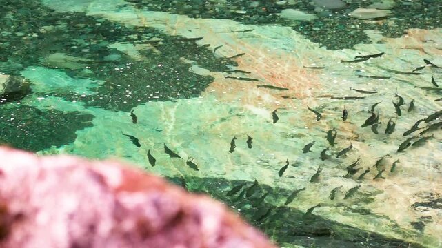 School of sockeye salmon in their spawning migration in the West coast of Canada,