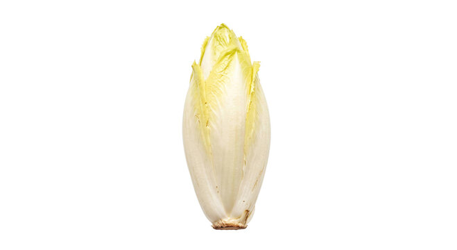 Whole Belgian endive with pale yellow leaves isolated against a solid black background