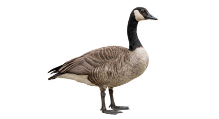 Canada goose standing in profile with detailed plumage isolated against a black background © Ophelia