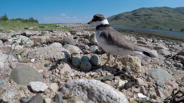 Ringed plover Charadrius hiaticula with eggs on nest on rocky shore, Scotland