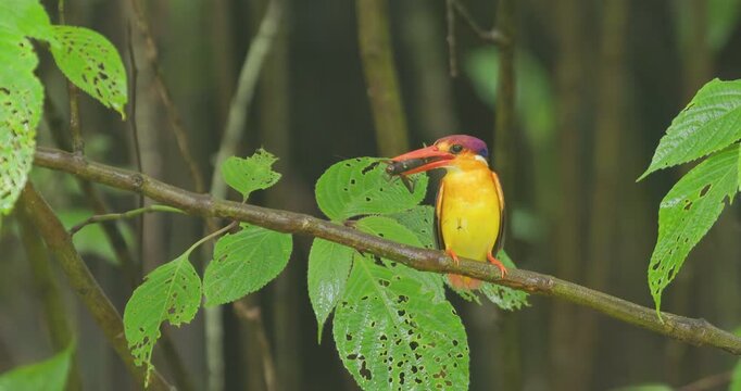 Oriental Dwarf Kingfisher pivots with cricket prey in beak , voids droplet and bobs head in wet jungle Black backed kingfisher