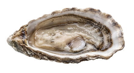 Fresh opened oyster showing its glossy flesh and textured shell against a dark background © Ophelia