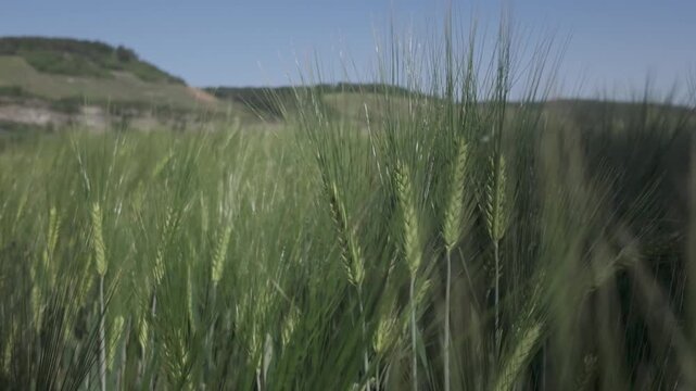 Close-up fresh green barley plants swaying by the wind against the blue sky. Side view of a cereal field. Barley grain is used for flour, bread and animal fodder. Spring agriculture.