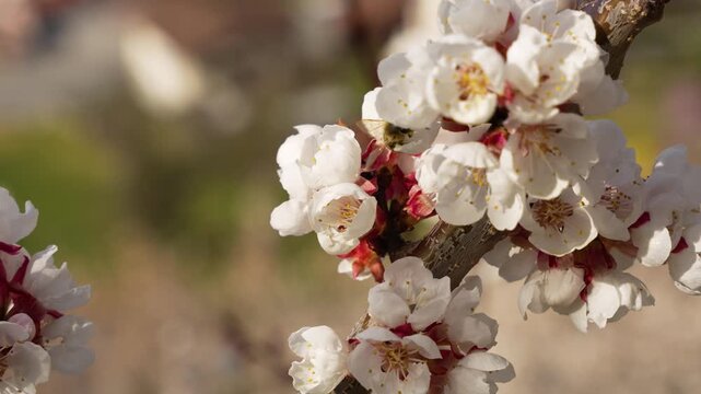 Apricot blossoms bloom on a branch in Sion orchard with a bee nearby.