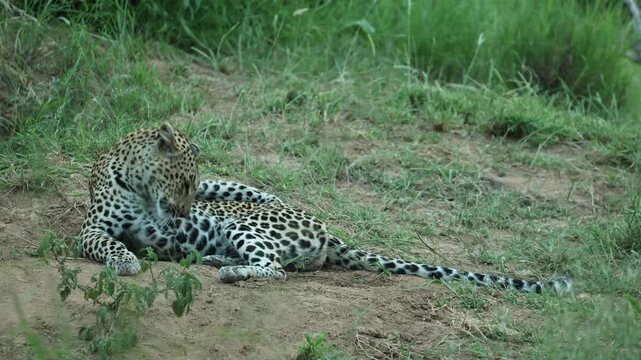A Leopard lying down in the green landscape, licking its belly on a cloudy day in Timbavati Nature Reserve, South Africa.
