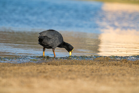 Red-gartered coot (Fulica armillata) feeding on lagoon shoreline
