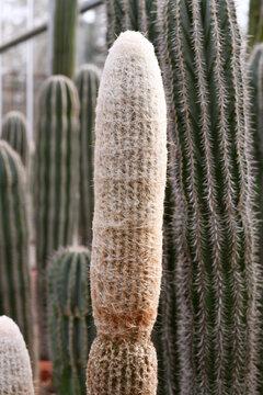 Single columned 'Espostao Ianata' cotton ball cactus houseplant with woolly coat