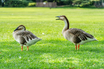 Two swan geese calling to each other on the lawn © 文普 王