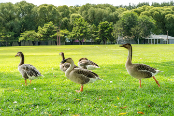 A flock of swan geese strolling on the lawn © 文普 王