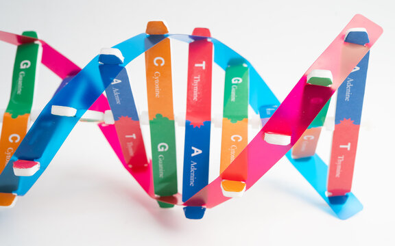 DNA molecule spiral structure model isolated on white background, chromosome and gene chemical science biology.