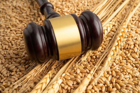 Judge gavel hammer with wheat ear grain from agriculture farm.