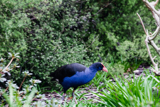 Australasian Swamphen bird walking in green grass