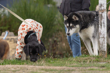 A puppy in a pumpkin coat meets a siberian husky © Cavan