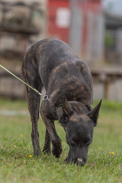 Curious brindle dog on a leash sniffing grass outdoors