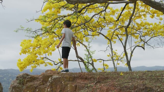 Child Walking Beneath Yellow Flowering Trees