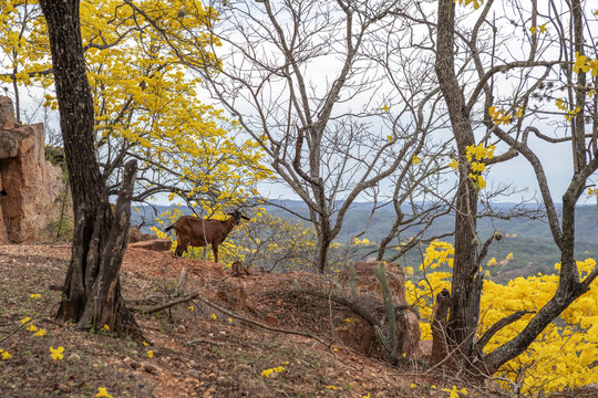 Brown goat standing in a dry forest with yellow flowering trees